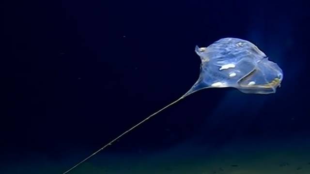 'Bez riječi smo': Na dnu oceana snimili misteriozno stvorenje...