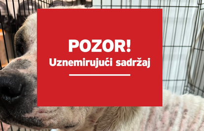 Uznemirujuće! Ovo je jedan od spašenih pasa iz romskih naselja: Bio je u teškom stanju