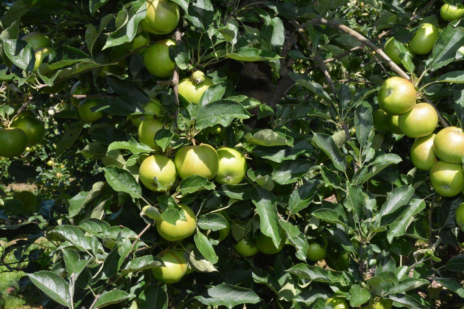 Uzgaja jabuke, HDZ-ovac je od 16., a zamjeraju mu - uhljebe