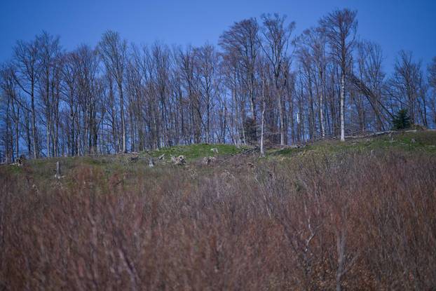 Zagreb: Posljedice olujnog nevremena na Sljemenu
