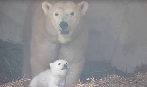 VIDEO Doza slatkoće: Beba polarni medo mazi se s mamom