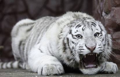 Prekrasni bengalski bijeli tigar Khan pokazao zube fotografu