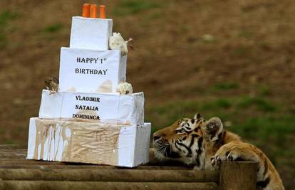 Jednogodišnje tigrove za rođendan počastiti tortom