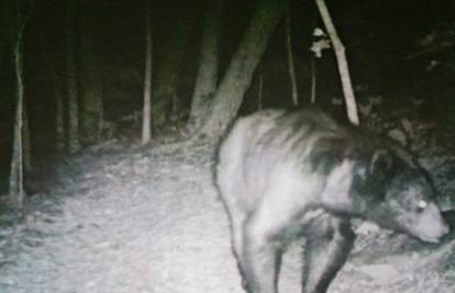 Medvjed je prošetao okolicom Konavla, stanovnici u strahu