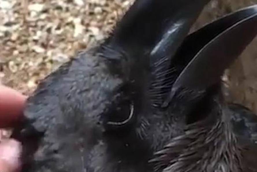 Zec ili gavran? Nova snimka zbunjuje milijune na internetu