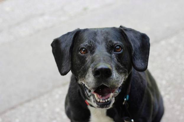 FOTO Ovi preslatki psići u Noinoj Arci čekaju samo vas da ih udomite