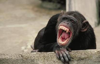 Austrija: Donijeli presudu kako čimpanza nije osoba!
