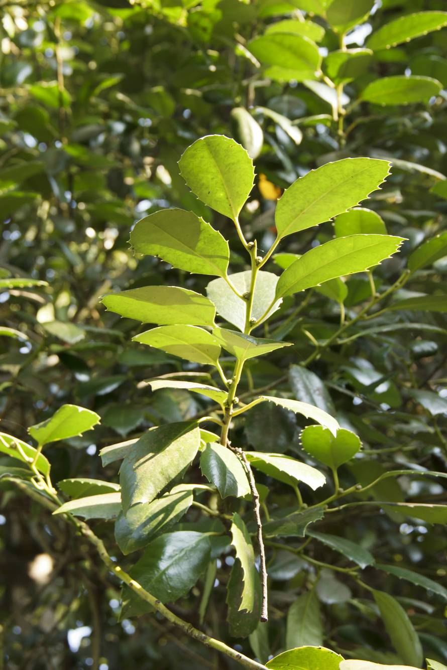 Drvo kamfora: Eterično ulje pomaže kod bolova, ali u većim količinama može biti otrovan