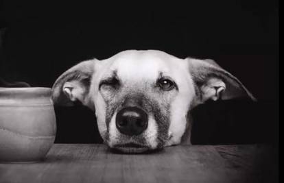 Pogledajte savršene portrete pasa! Kako fotografirati psa?