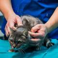 Veterinari upozorili premijera: Zbog spornog natje&ccaron;aja deseci gradova ostaju bez ambulante