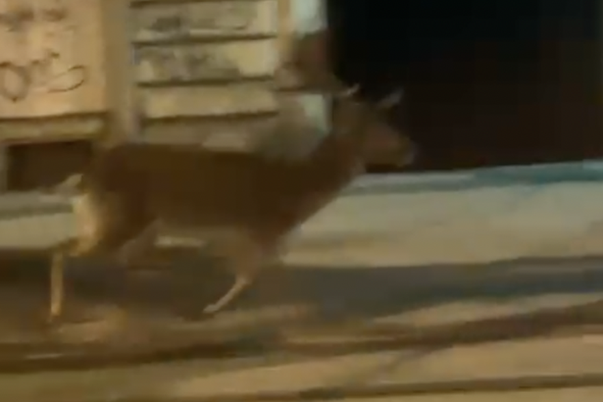 Jelen u centru Zagreba