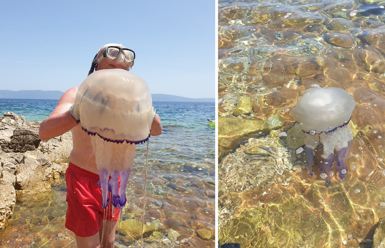 U Istri snimila ogromna 'morska pluća': 'Bila je na metar dubine, sigurno je teška pet kilograma'