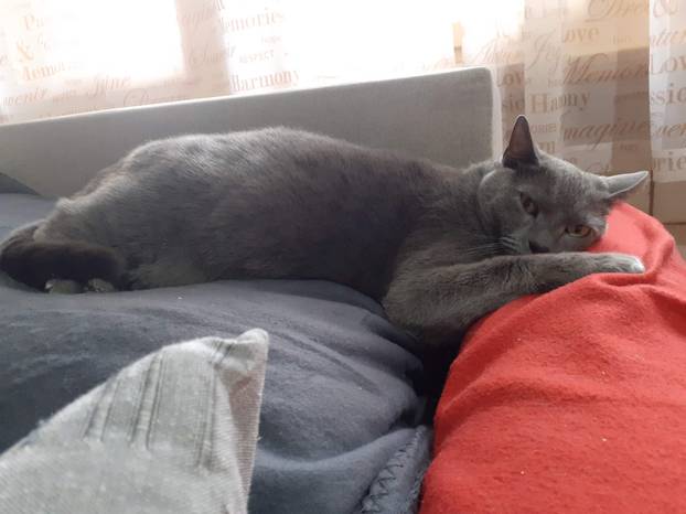 SUPER FOTKE vaših ljubimaca! Neki bi mogli biti viralni hit, ali svi su jednostavno neodoljivi