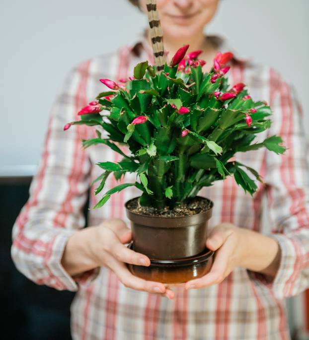 Woman and fresh Thanksgiving cactus