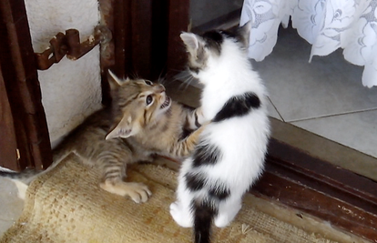 Maca Tigrica iz Konavla pravi je hit: Svi mačići su druge boje