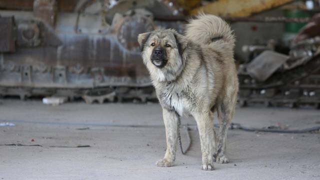 Međimurje: Skupili 50 tisuća potpisa za peticiju protiv držanja pasa na lancima