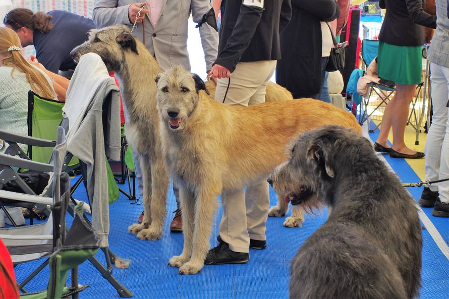 Pseći show: Američki golokoži u ringu s moskovskim čuvarom