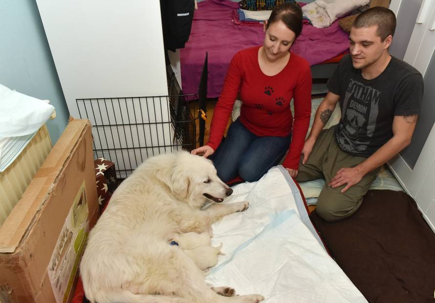 Odbacili skotnu kujicu: 'Lutala je, gladovala i smrzavala se...'