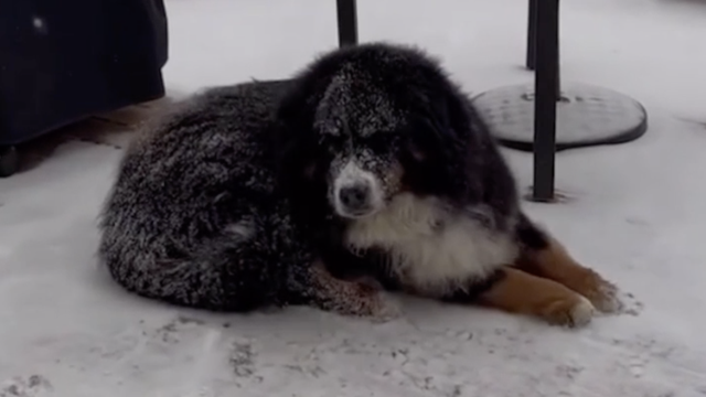 Urnebesni pas nije htio ući u kuću na -40 stupnjeva: 'Šest je sati dnevno vani po zimi'