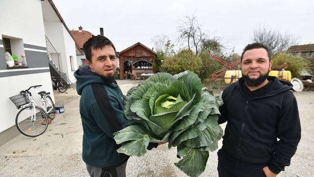 Orehovica: Braća Balog s divovskim kupusom s njihova polja teškim 10 kilograma 