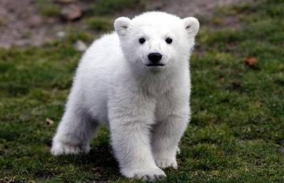 Medvjed Knut bi se uskoro mogao igrati s braćom