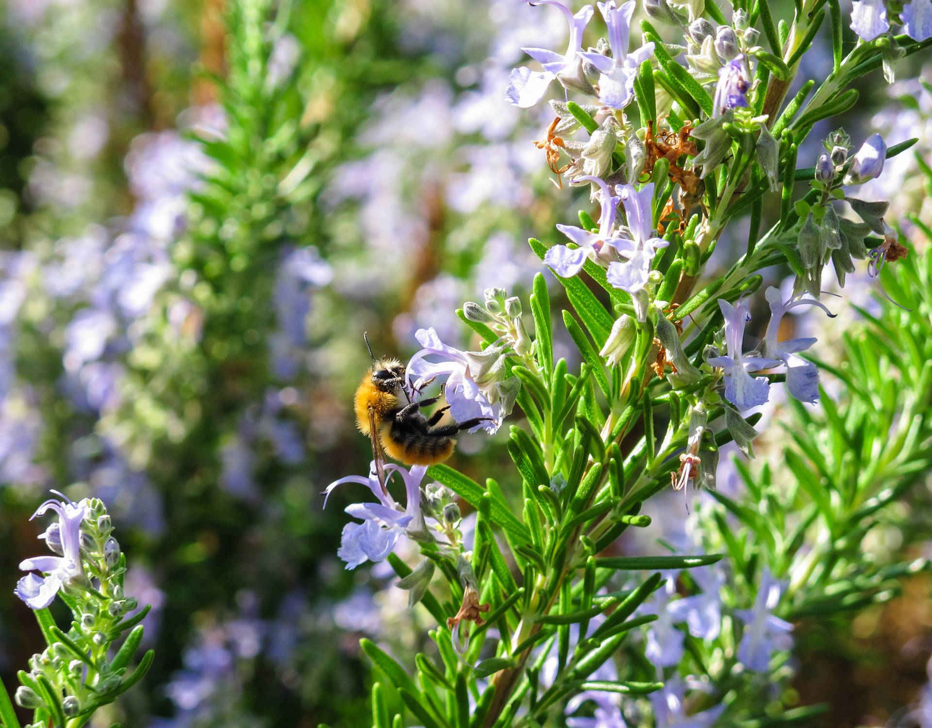 bee on a branch of rosemary