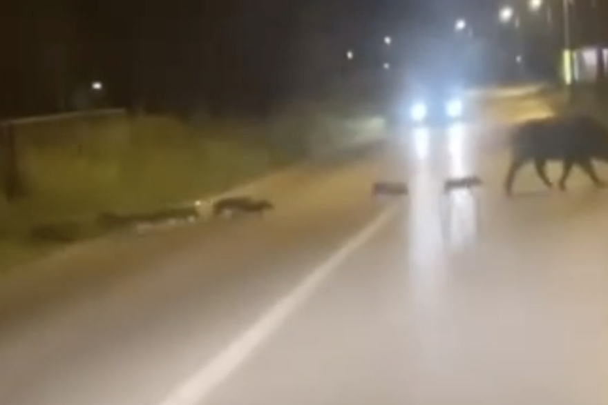 Divlje svinje u Zagrebu