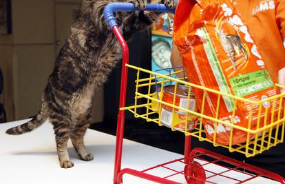 Šoping lista za put s macom: Od zdjelica i hrane do povodca