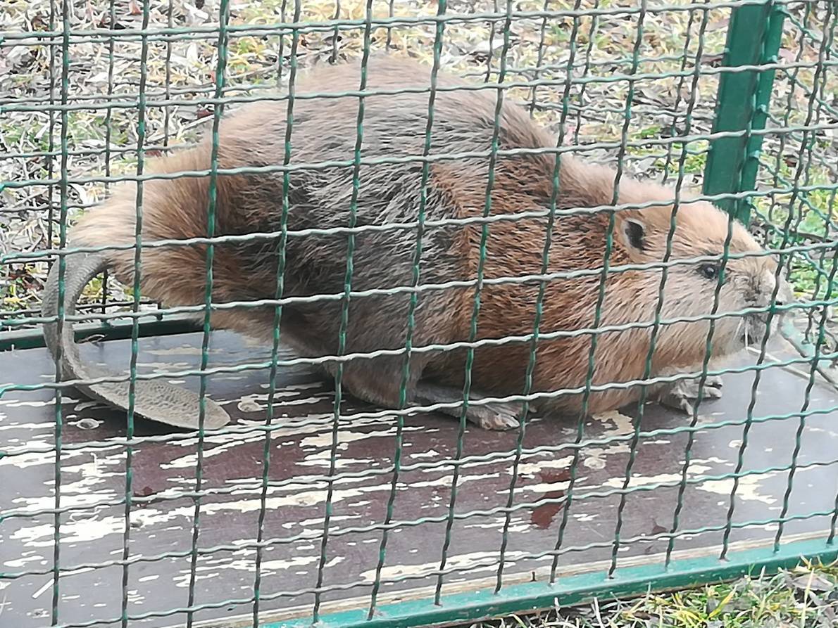 Heroji zagrebačkog zoološkog: Ove bebe spasili u zadnji tren...