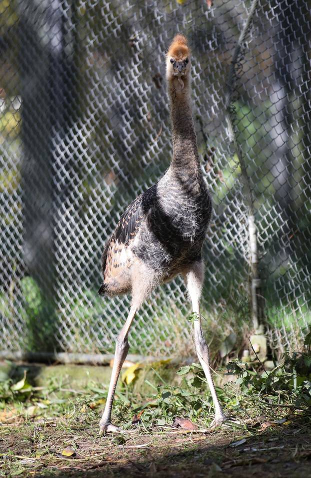 Zagrebački krunati ždralovi predstavljeni javnosti 