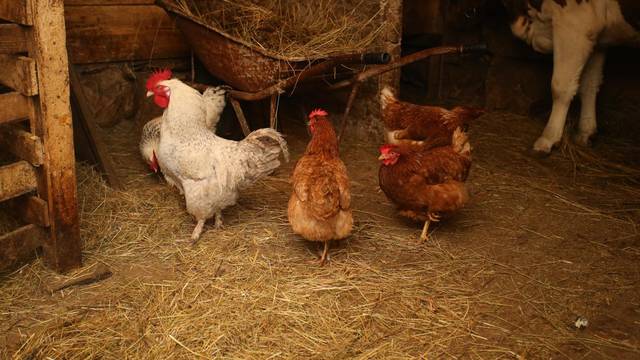 Američke zdravstveni vlasti: 'Ne ljubite i ne grlite svoje kokoši'
