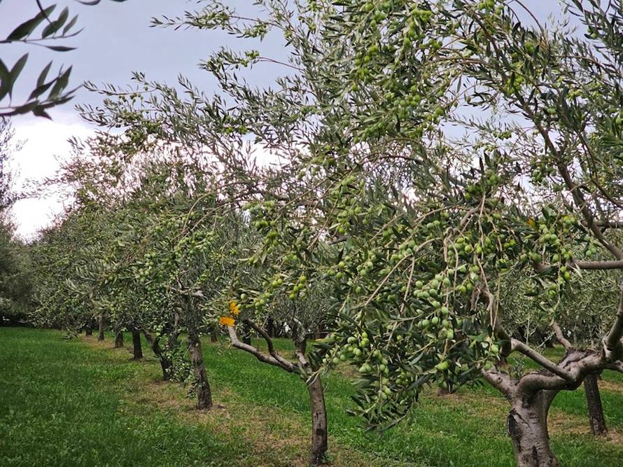 Tri generacije, jedna misija: Pavletić Cunj – obiteljska priča koja miriše na masline