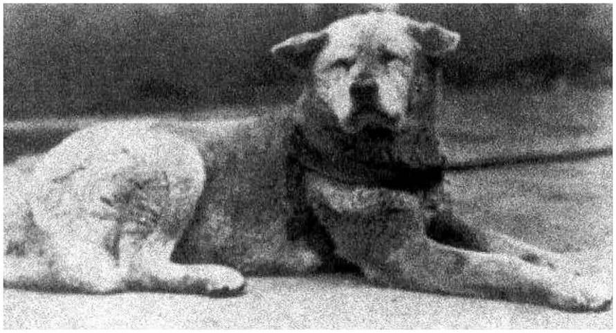 Japan: Chūken Hachikō (忠犬ハチ公) 'Faithful dog Hachiko' at Shibuya Station c. 1932