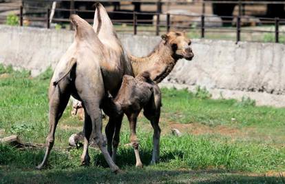 Stižu prijedlozi: Osječki Zoo traži ime za dvogrbu devicu