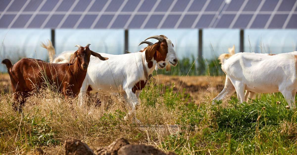 The importance of Agrosolar technology in combating climate change: A crucial factor we cannot overlook