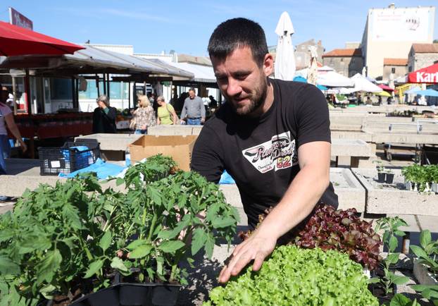 Šibenik: Bogata ponuda sadnica raznog povr?a