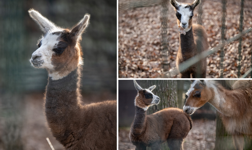 VIDEO Čitatelji 24sata izabrali ime ljami u zagrebačkom ZOO-u! Još se ne zna kojeg je spola