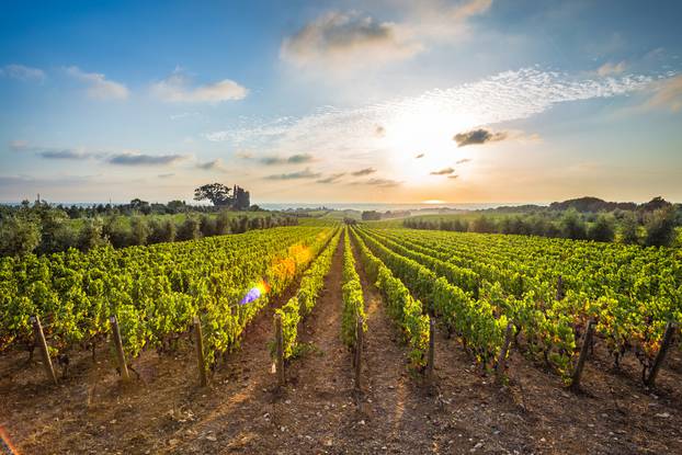 Tuscan,Vineyards,The,Sunset,On,The,Vineyards,Of,The,Bolgheri