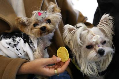 Dog costume event on Halloween Day in Beijing