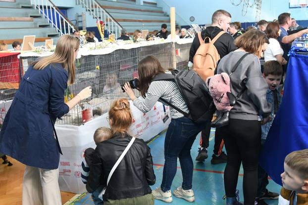 Bjelovar: Međunarodna izložba pasminskih mačaka u organizaciji Saveza felinoloških društava Hrvatske