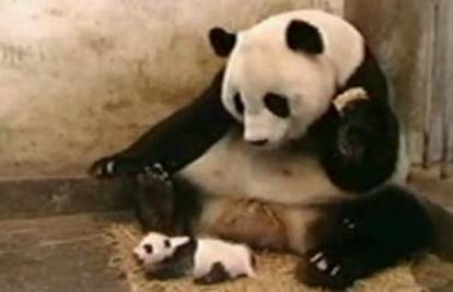 Beba panda kihanjem iznenadila svoju mamu
