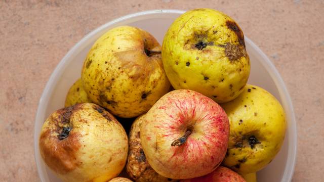 A few red-yellow overripe apples in a round bowl photographed fr