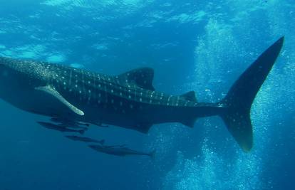 Najveće ribe na svijetu: Ženke kitopsina veće su od mužjaka