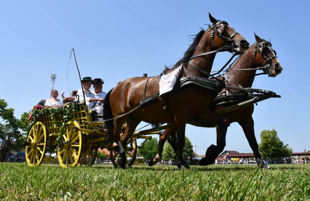 FOTO U znaku tradicije: Na 44. manifestaciji 'Konji bijelci' vozile su se i svadbarske kočije