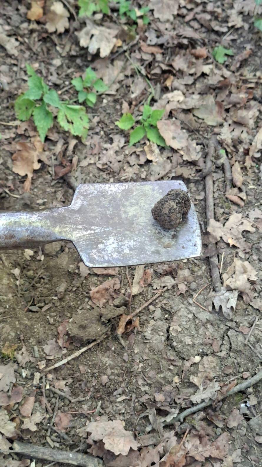 Bili smo u lovu na tartufe u Istri: 'Kilogram ovog blaga može vrijediti kao automobil'