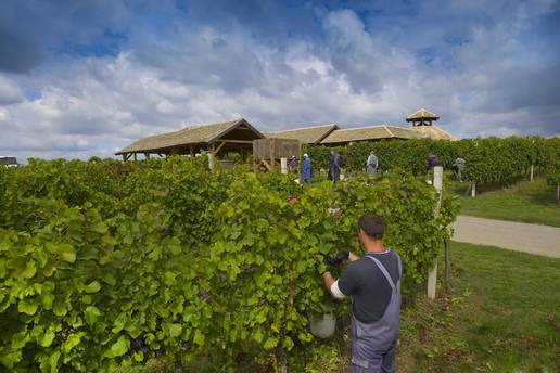 Započela je berba graševine i malvazije: Beremo grožđe na gotovo 1300 hektara vinograda