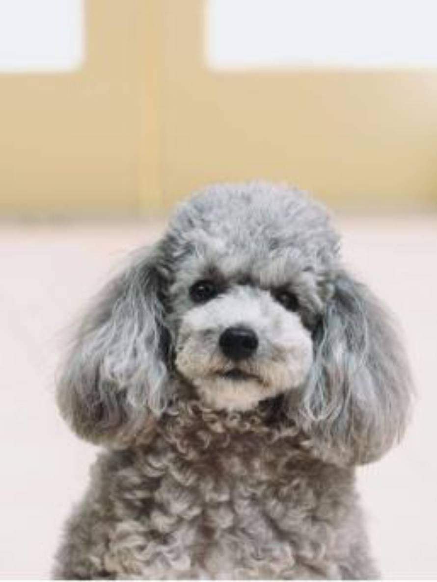 Tražite psa koji dugo živi? Ove pasmine žive i do 20 godina