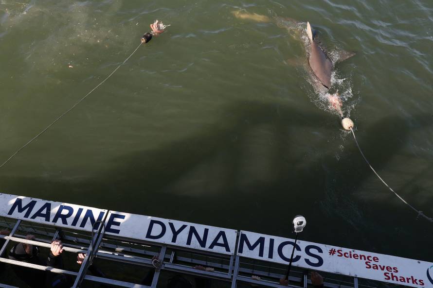 Disappearing great white sharks raise alarm over South Africa’s marine balance