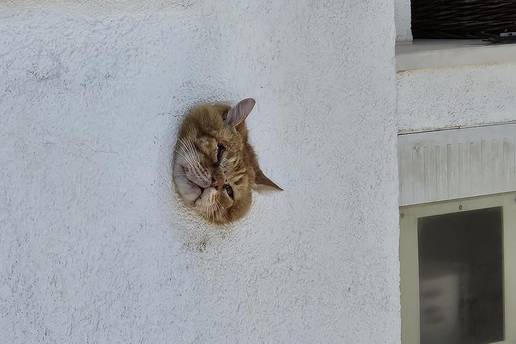 Vatrogasci kod Splita spa&scaron;avali ma&ccaron;ku: 'Ovo jo&scaron; nismo vidjeli...'