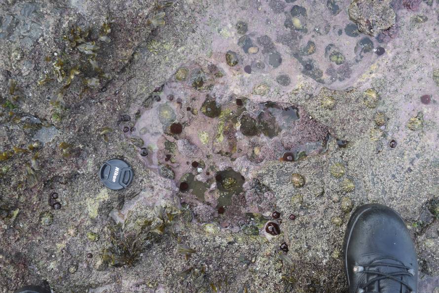 A theropod footprint discovered at Brothers' Point on the Isle of Skye in Scotland is seen in this undated photograph supplied by Edinburgh University